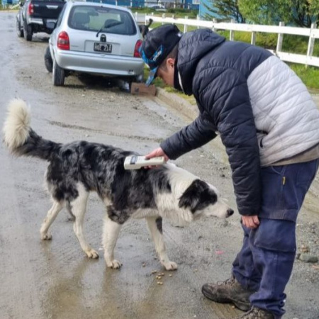 La municipalidad labró actas de infracción por perros sueltos