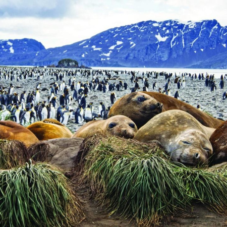 Gripe aviar reduce a la mitad los elefantes marinos reproductores en las Georgias del Sur