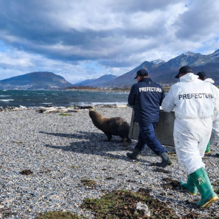 Prefectura Ushuaia reinsertó a un lobo marino que deambulaba cerca del aeropuerto