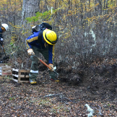 Aseguran que avanza la reforestación en el Corazón de la Isla