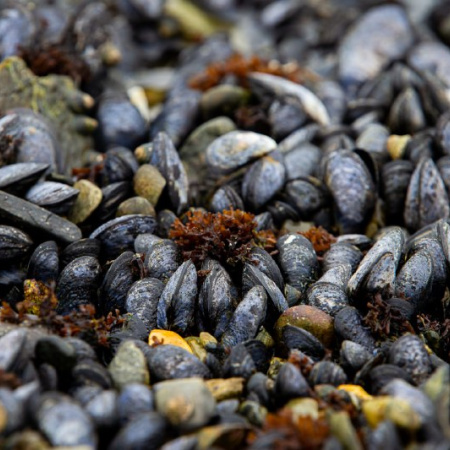 Abrieron las inscripciones para el taller de instrucción de cultivo de mejillones