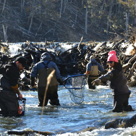 Previo a la temporada de pesca: Realizan acciones de repoblamiento en ríos y lagos