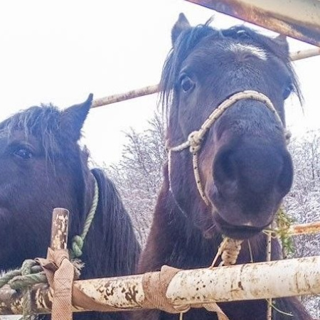 La Municipalidad capturó caballos en distintos puntos de Ushuaia