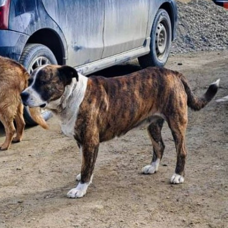 Tenencia responsable de mascotas: la Municipalidad labró 40 actas de infracción