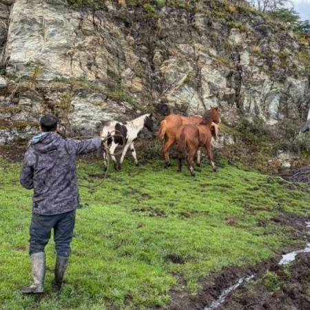 La Municipalidad realizó tareas de chipeado de equinos en el Parque Nacional